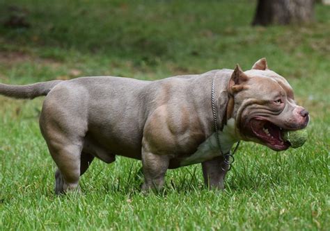 Micro bully price range - A smaller than expected English Bulldog pup from a raiser can cost somewhere in the range of $1,000 to $4,500. Since they’re not perceived by the AKC, you can track down them by exploring raisers on the web. Because of the medical conditions and unscrupulous rearing practices that flourish with this variety, research your reproducer cautiously prior to …
